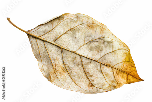 a dried leaf with a white background