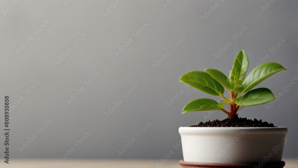 close up litttle plant growing with copyspace close up litttle plant growing with copyspace