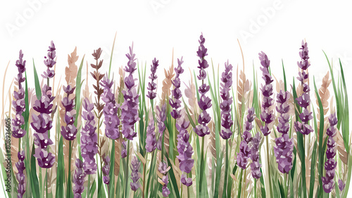 lavender field watercolor illustration