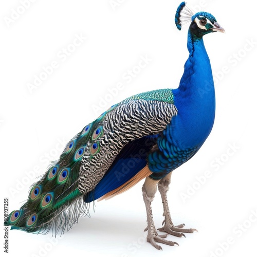 a peacock with a long tail standing on a white surface photo