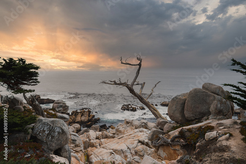 Dramatic coastal scene along 17 Mile Drive  California. Rugged rocks  a dead tree  resilient greenery  and boulders against a dynamic sky with sunlight piercing dark clouds. Serene yet powerful.