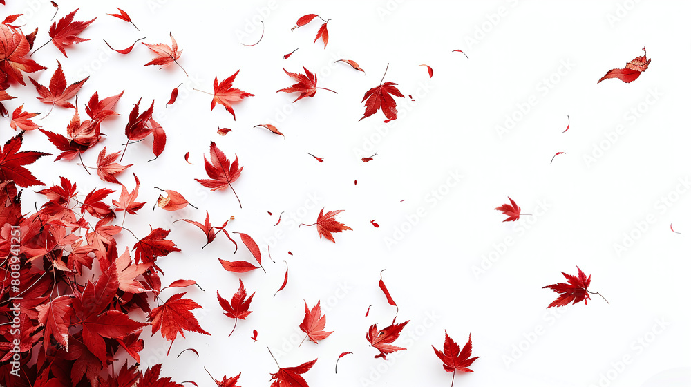 Autumn Red Maple Leaves Scattered on White Background Fall Season Elegance Autumn Red Maple Leaves Scattered on White Background Fall Season Elegance