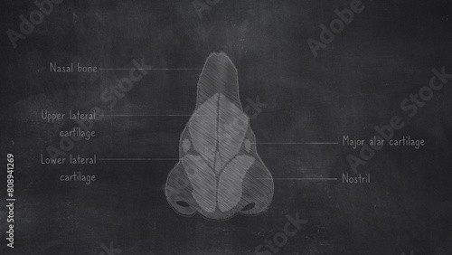 Human Nasal Bones Anatomy Hand Drawn On Chalkboard