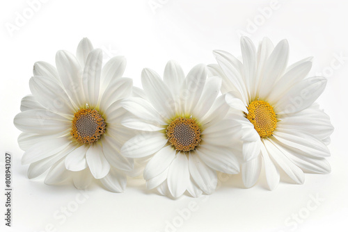 three white flowers are sitting on a white surface