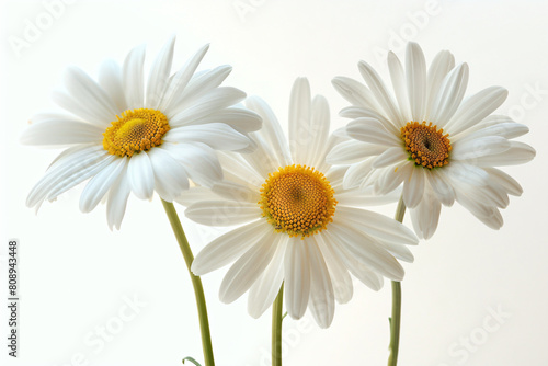three white daisies in a vase on a table