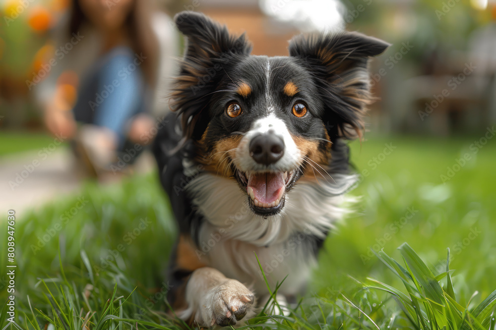 Fototapeta premium An energetic border collie plays fetch with a teenager in the backyard.. AI generated.
