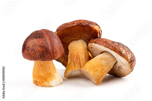 Bay bolete. Edible mushrooms (Boletus badius) isolated on white background with clipping path. Package design element. Wild forest mushrooms