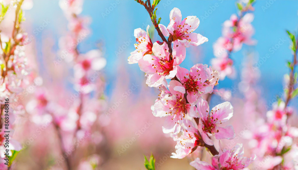 Garden peach flowers. Peach tree with pink flowers on a spring day. The concept of gardening, agriculture. Garden peach flowers. Peach tree with pink flowers on a spring day. The concept of gardening, agriculture.