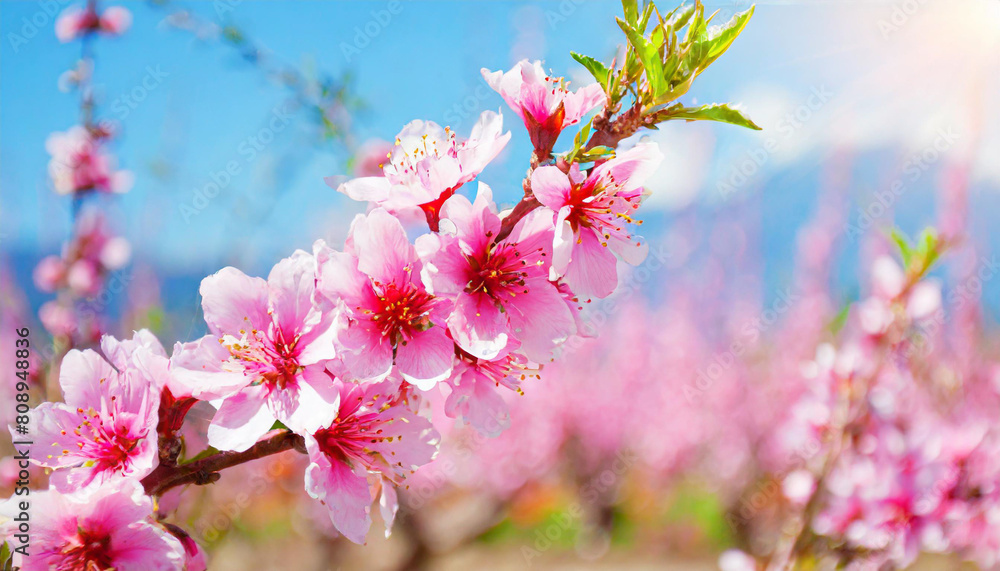 Garden peach flowers. Peach tree with pink flowers on a spring day. The concept of gardening, agriculture.