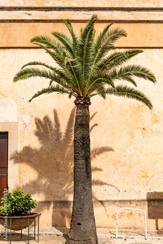 Date palm in front of a building facade in the sunlight - 8818