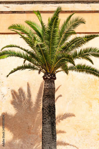 Date palm in the sunlight in front of an old building facade - 8820