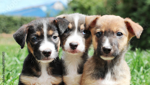 A collection of puppies seated together on a grassy field  backed by a fence