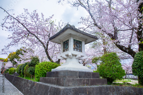 large traditional lantern with cherry blossoms blooming front Fujisan Hongu Sengen Taisha Shinto Shrine in Fujinomiya famous shrine and landmark Shizuoka Japan photo