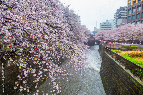Cherry blossoms blooming on a rainy day at Meguro River Tokyo Japan. Japanese signs translating the Meguro River.