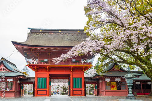 Cherry blossoms blooming in Fujisan Hongu Sengen Taisha Shinto Shrine at Fujinomiya famous shrine and landmark Shizuoka Japan
 photo