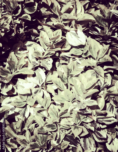 Euonymus fortunei leaves as nature background. photo