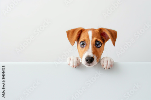 Cachorro curioso em um muro no fundo branco  © Vitor