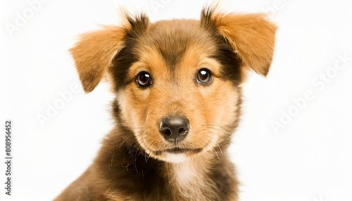 portrait of an adorbale mixed breed puppy