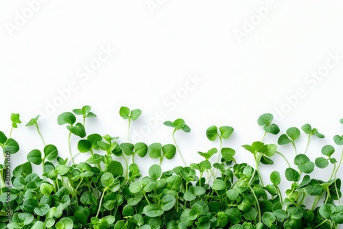 Microgreens growing on white background with copy space. High-key flat lay photography. Health food and clean eating concept.Generative AI