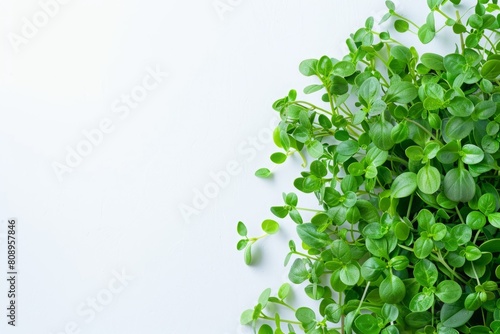 Green microgreens sprouting on a white background with copy space. High-key flat lay photography. Nutritious plant-based diet and healthy lifestyle concept. Generative AI