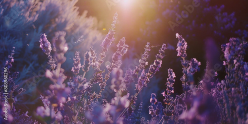 Lavender flowers close up. Sunset over a summer purple lavender field