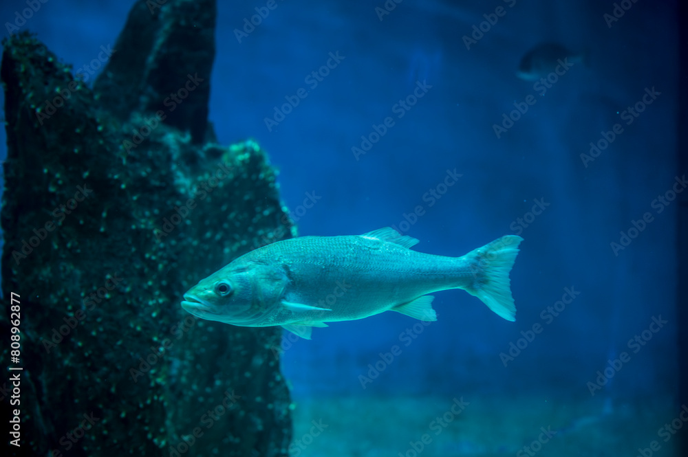 Fototapeta premium Wonders of the sea. Fish, mammals, seahorses and manatees. Surprises in the Genoa aquarium
