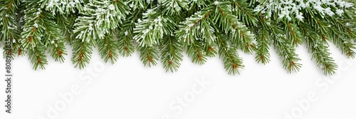 Christmas tree branches at the top with a dusting of snow  white background