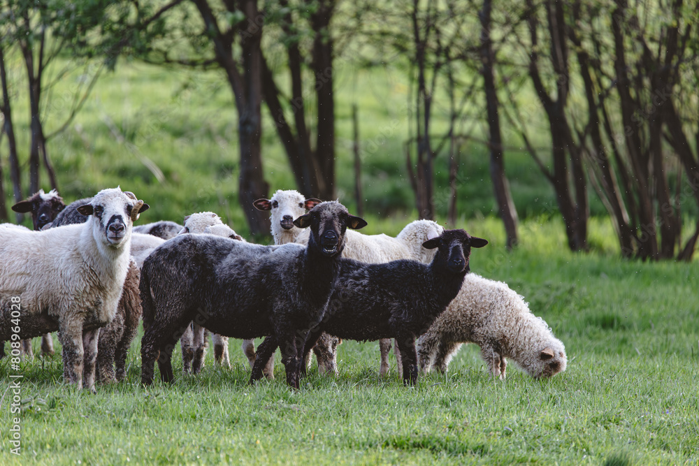 Fototapeta premium A herd of sheep standing in a field 