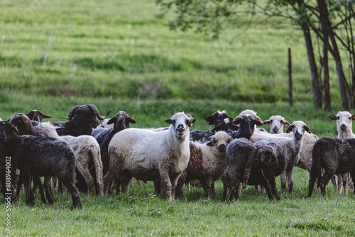 Fototapeta Naklejka Na Ścianę i Meble -  A herd of sheep standing in a field
