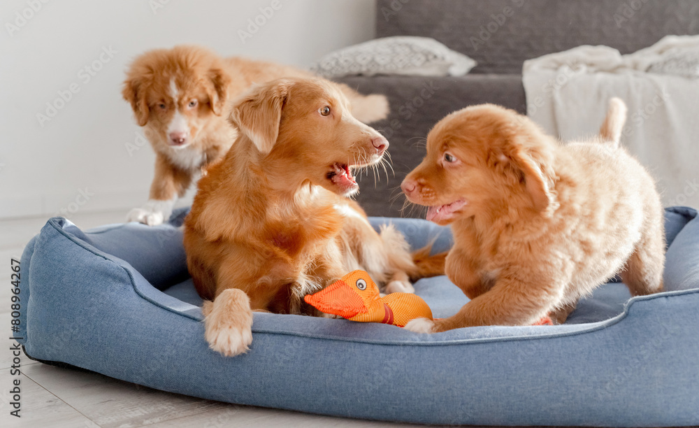 Φωτογραφία Toller Dog With Puppies And Bright Toy Duck In Blue Bed Is A Nova Scotia Duck To