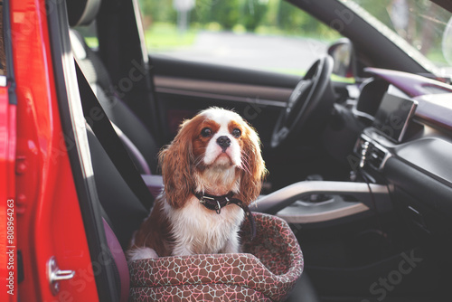 Spaniel dog inside a car, capturing the essence of travel companionship and adventure on the road