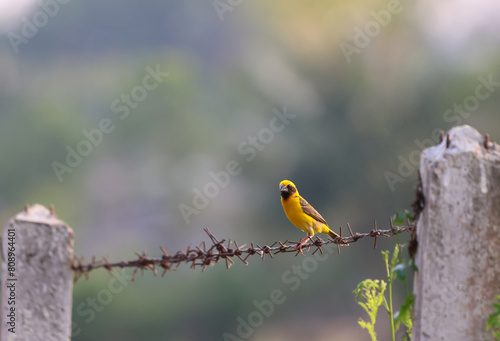 The golden bird cute and beautiful color freedom in environment nature of Thailand