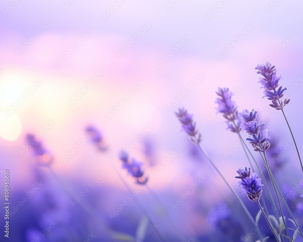 Naklejka premium Lavender field at sunset with a blurred background in shades of purple., background