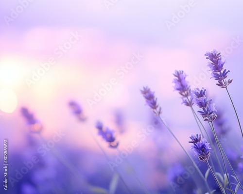 Lavender field at sunset with a blurred background in shades of purple.  background