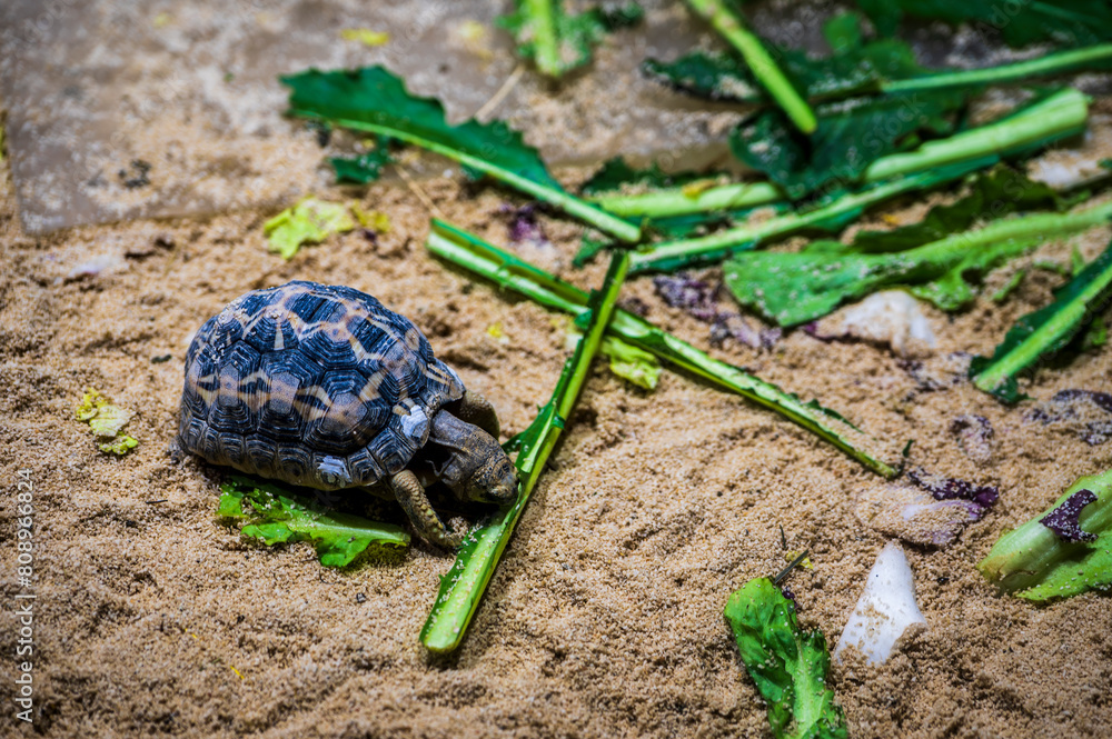 Fototapeta premium Reptiles. Wonders of nature. Genova's aquarium