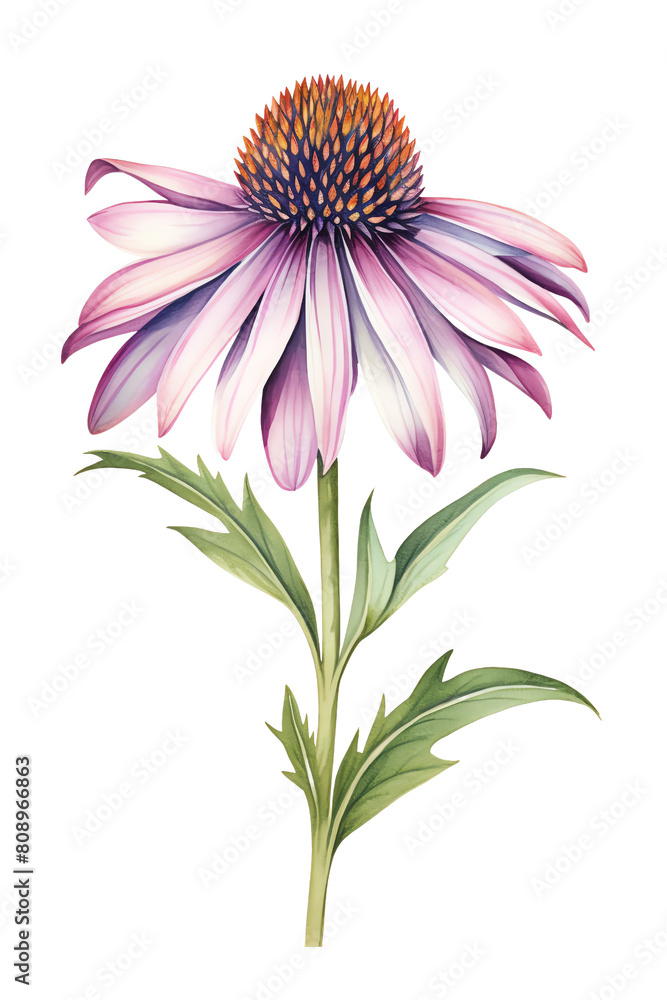 Purple coneflower in full bloom on a white background, with green stem and leaves. Purple coneflower in full bloom on a white background, with green stem and leaves.