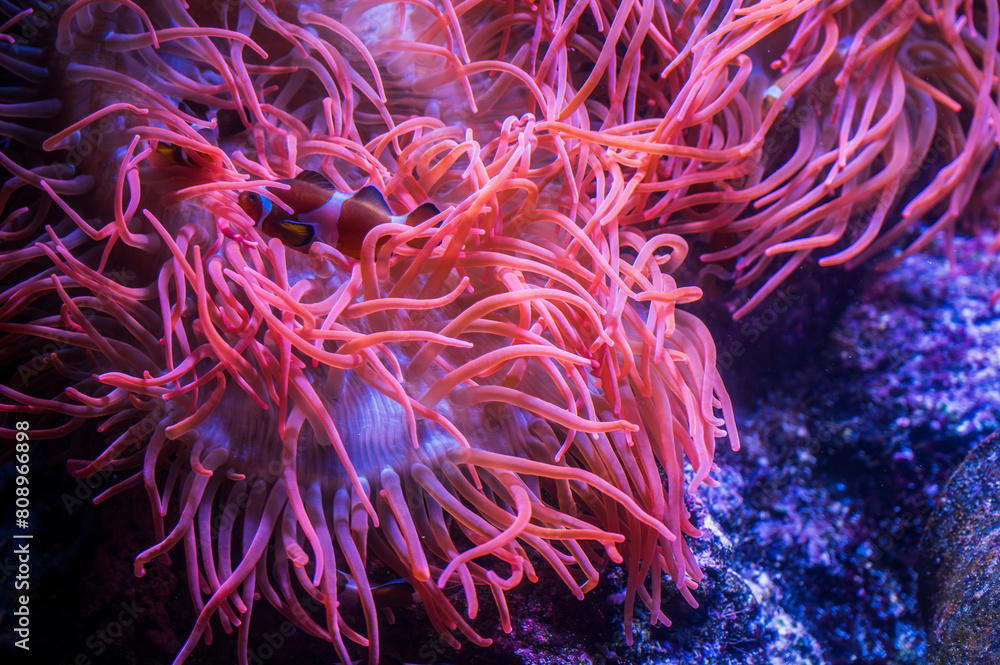 Tropical fish and Nemo. Wonders immersed in water. Genova's aquarium Tropical fish and Nemo. Wonders immersed in water. Genova's aquarium