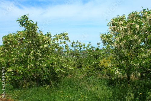 A group of trees in a grassy area