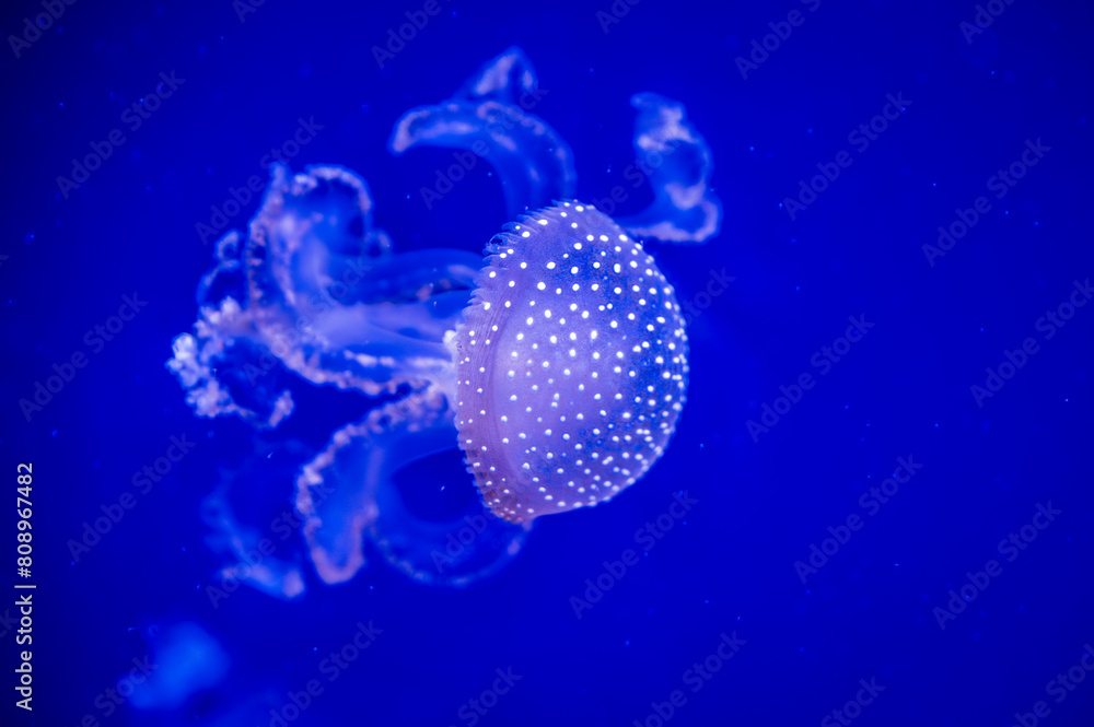 Jellyfish. Wonders immersed in water. Genova's aquarium Jellyfish. Wonders immersed in water. Genova's aquarium