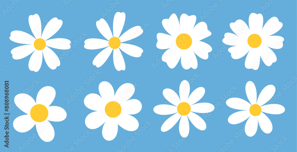 White Daisies on Blue Background White Daisies on Blue Background