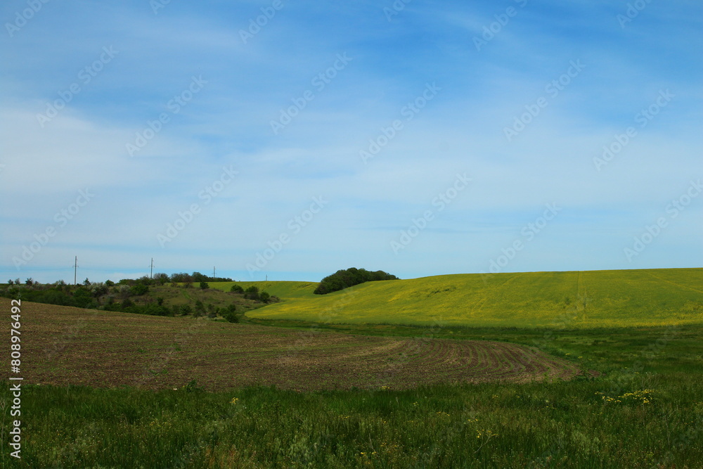 A grassy field with trees in the background A grassy field with trees in the background