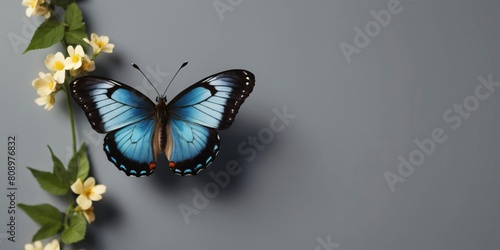 blue butterfly and leaves, top view, minimal, copy space for text
