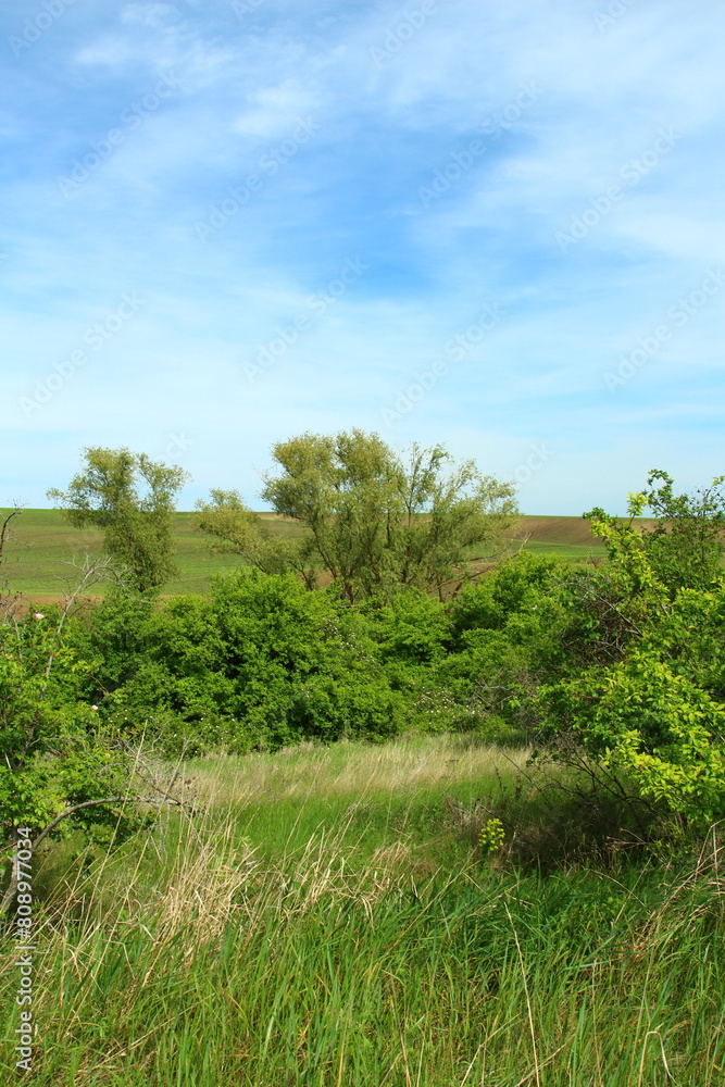 A grassy area with trees in the background A grassy area with trees in the background