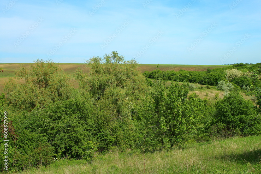 A group of trees in a field A group of trees in a field