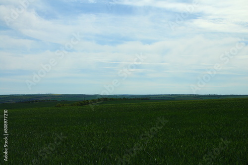 A field of green grass