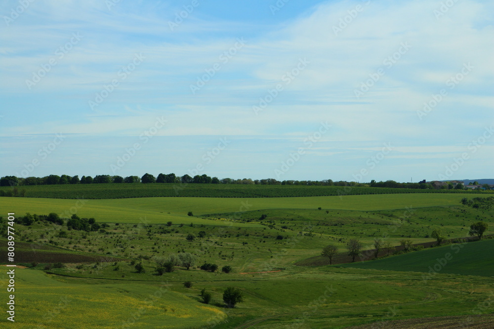 A grassy field with trees in the background A grassy field with trees in the background