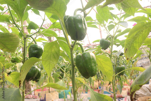 Capsicum on tree in farm for harvest