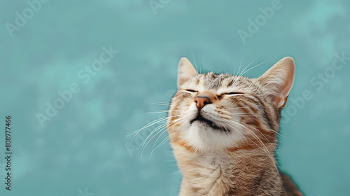 Happy smiling cat on blue green background