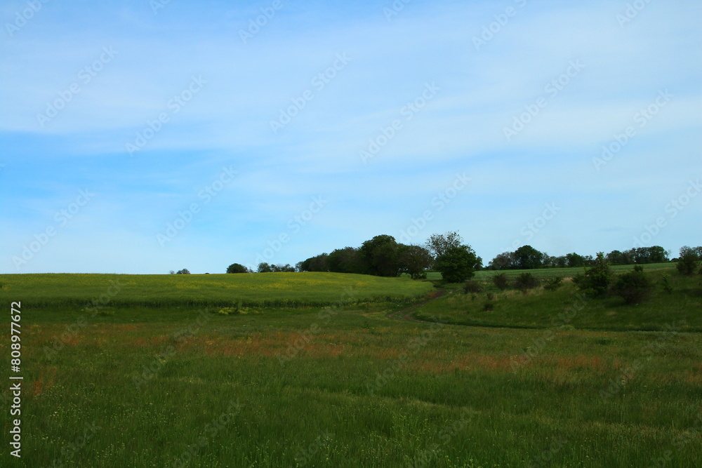 A grassy field with trees in the background A grassy field with trees in the background