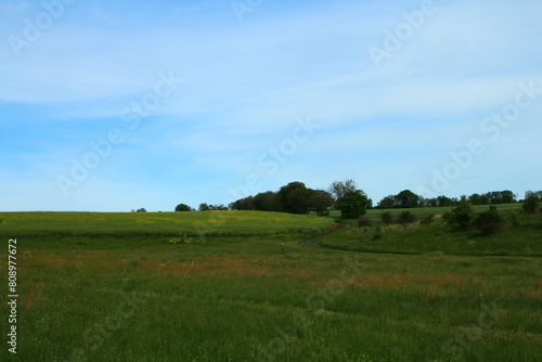 A grassy field with trees in the background